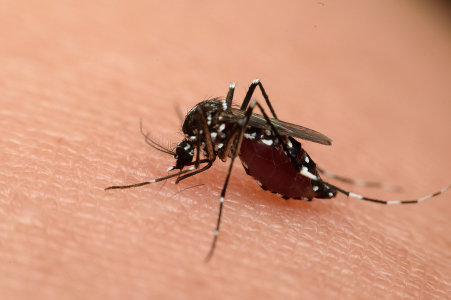 Life and Health Does Should You Be Worried About the Zika Virus 1 - Should You Be Worried About the Zika Virus?